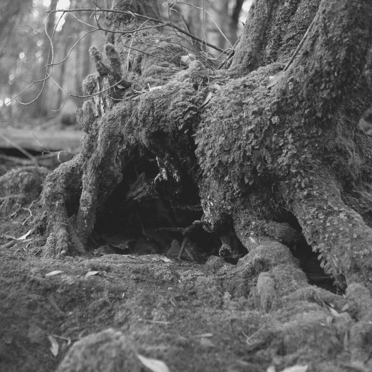 10 let – Kouzelný&nbsp;háj